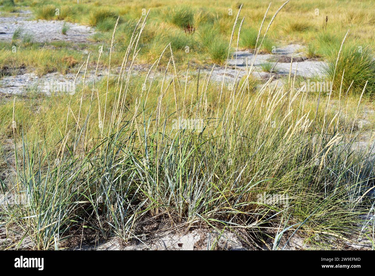 Blue lyme grass or sea lyme grass (Leymus arenarius or Elymus arenarius) is a perennial herb native to west north Europe. Back Ammophila arenaria. Thi Stock Photo