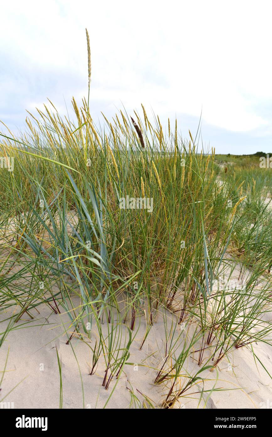 Blue lyme grass or sea lyme grass (Leymus arenarius or Elymus arenarius) is a perennial herb native to west north Europe. This photo was taken in Sand Stock Photo