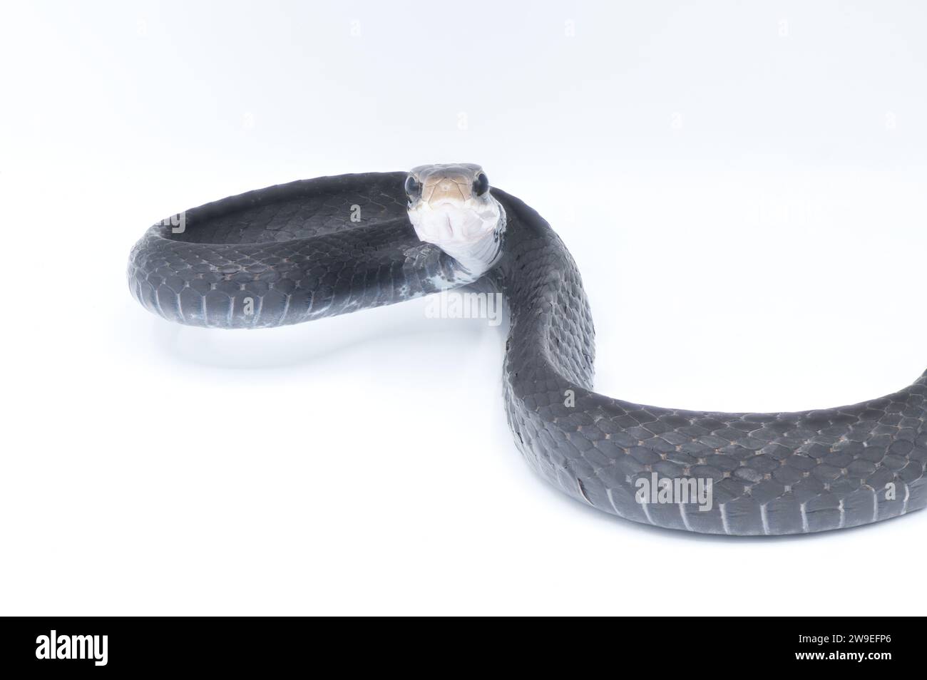 Southern black racer snake - Coluber constrictor priapus - is one of the more common species of snake in the Southeastern United States close up of fr Stock Photo
