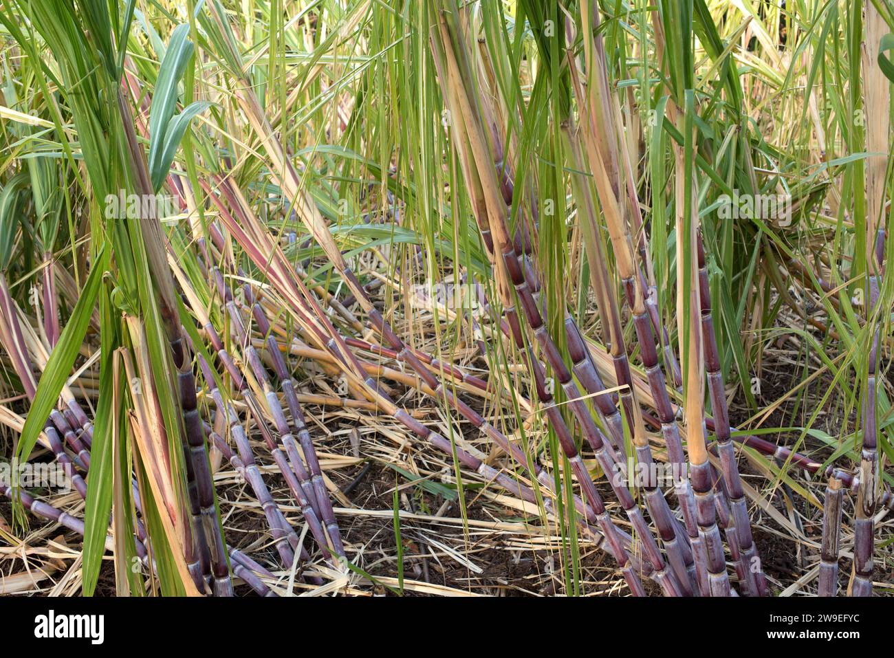 Sugarcane (Saccharum officinarum) is a perennial grass native to New Guinea but cultivated in many tropical regions of the World for its high sugar co Stock Photo