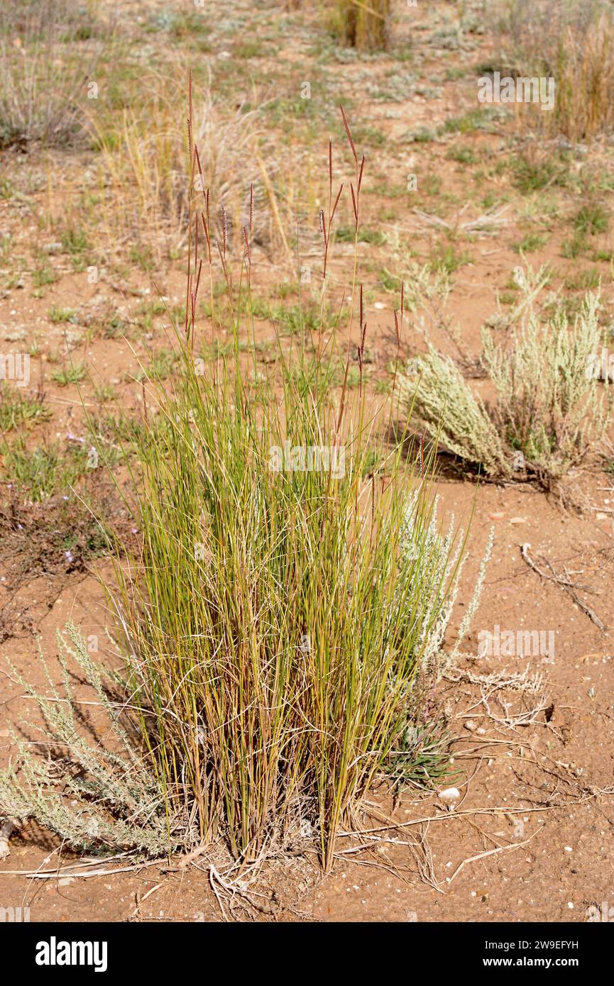 Spartina versicolor is a perennial herb native to western Mediterranean Basin coasts. This photo was taken in Delta del Ebro Natural Park, Tarragona p Stock Photo