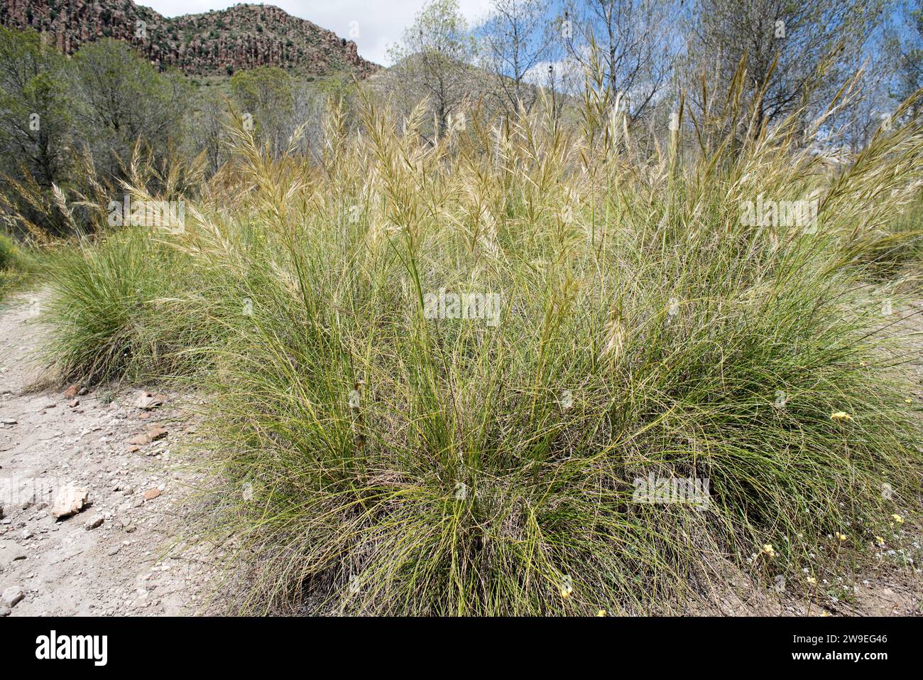 Esparto (Stipa tenacissima) is a perennial herb endemic to South Iberian Peninsula and north Africa. Produces a fiber used to manufacture basketry and Stock Photo