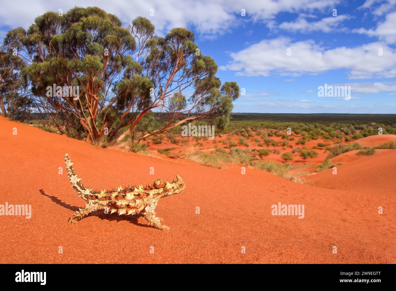 Thorny devils are found in the arid and semi-arid regions of Western Australia, the Northern Territory and western South Australia. Stock Photo