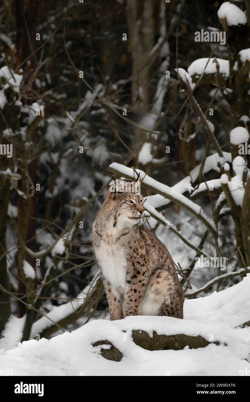 A lynx sitting in snow in the forest looking to the side, vertical Stock Photo
