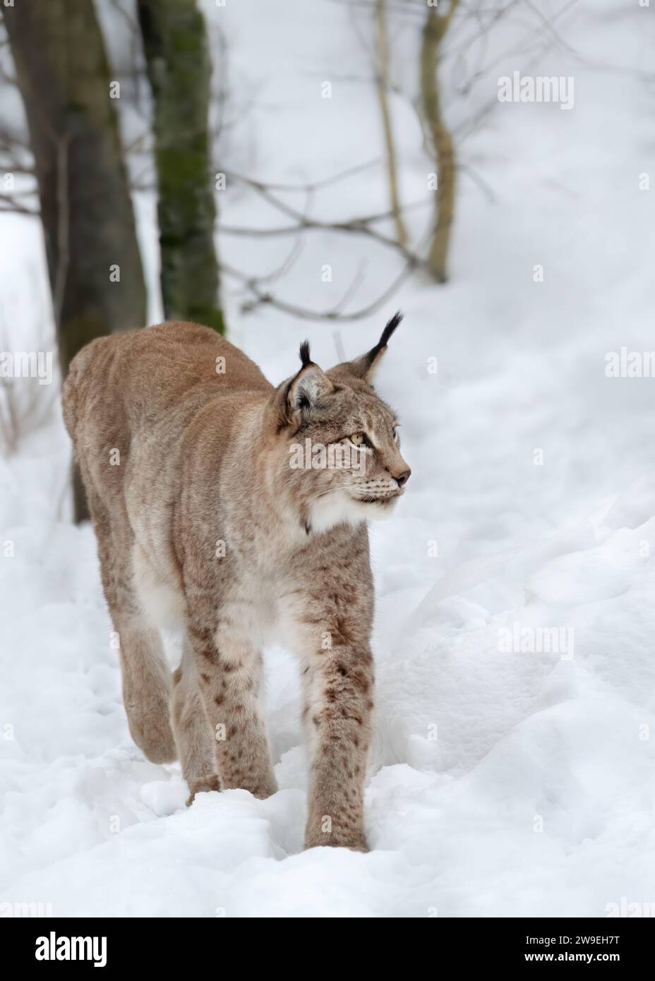 A lynx walking through deep snow in the forest looking to the side, vertical Stock Photo