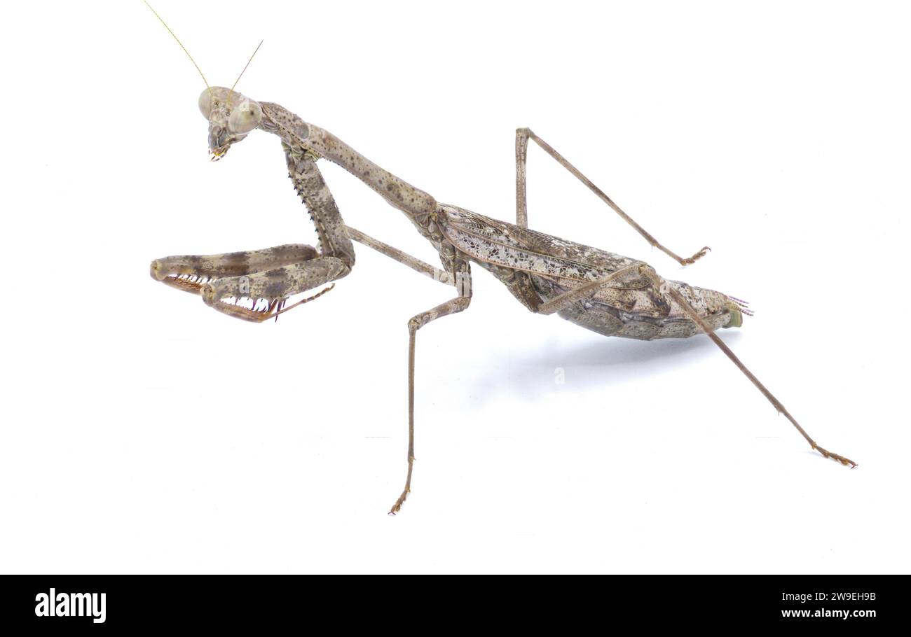 Carolina Mantis Stagmomantis carolina a type of praying preying