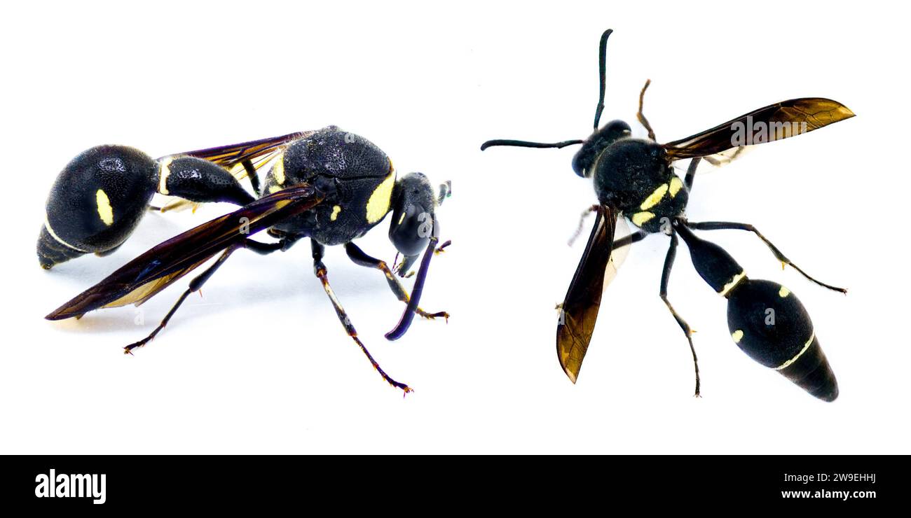 Fraternal Potter Wasp - Eumenes fraternus - builds a miniature pot out of mud in which it lays an egg and places a live caterpillar. The larva feeds o Stock Photo