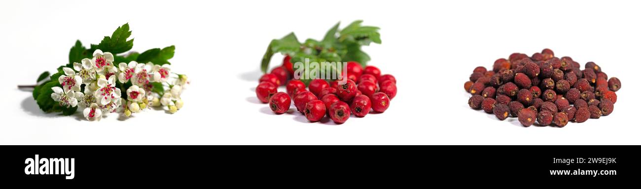 Hawthorn, Crataegus, flowers and berries in a collage Stock Photo
