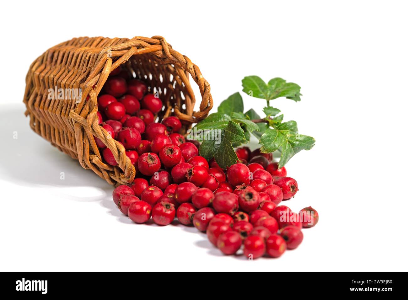 Dried hawthorn berries against white background Stock Photo