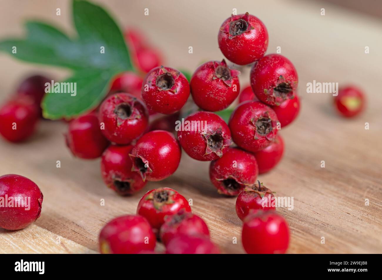 Hawthorn fruits in a close-up Stock Photo