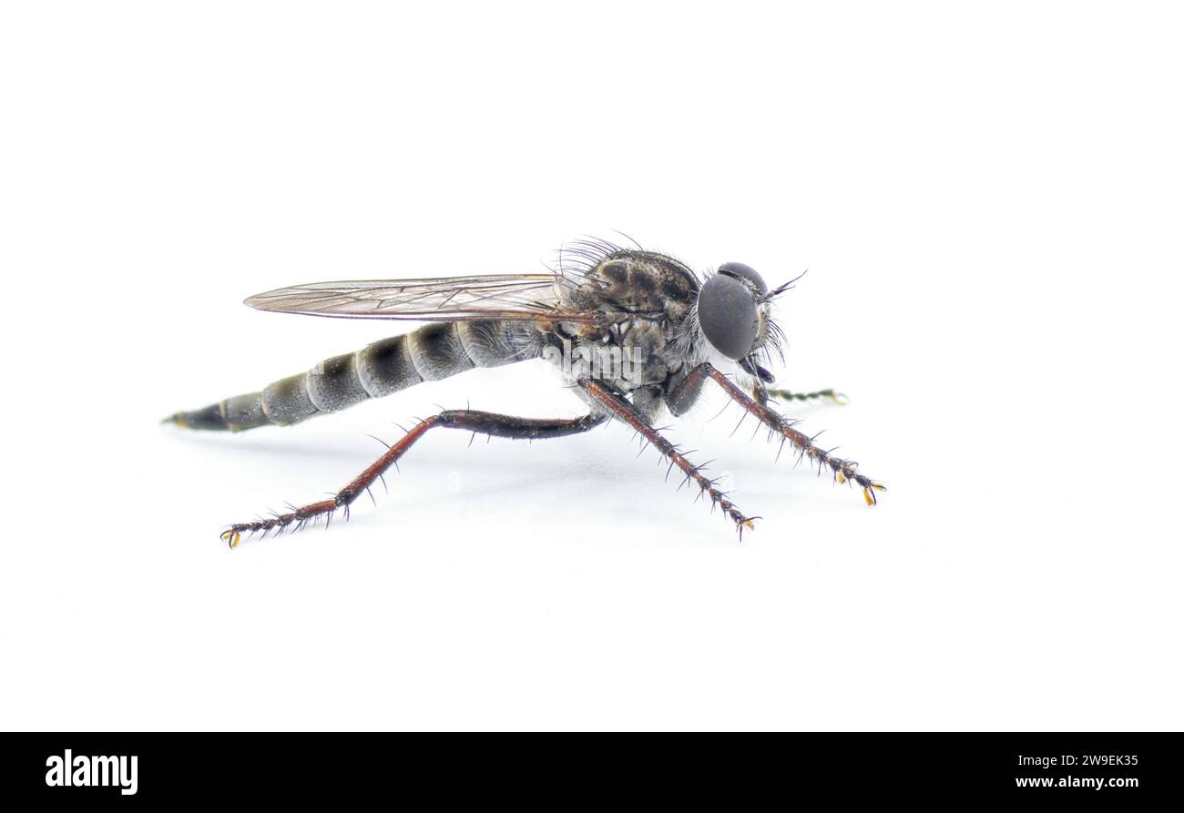 Robber Fly Color Sandhill Bladetail - Machimus hubbelli - a species of robber fly ...