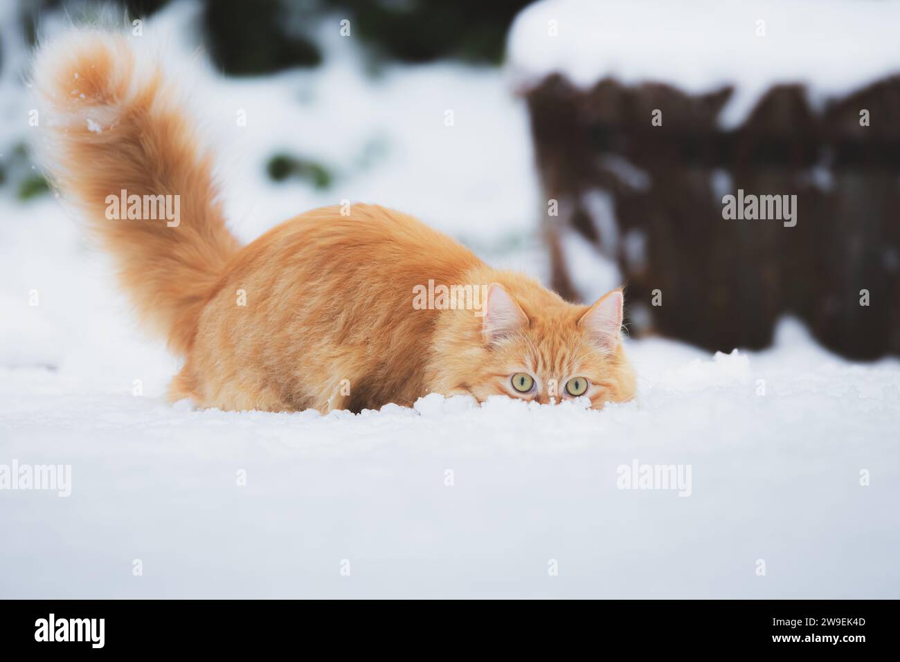 A playful ginger tabby cat frolics in the snow on a winter day in Scotland, UK. Stock Photo