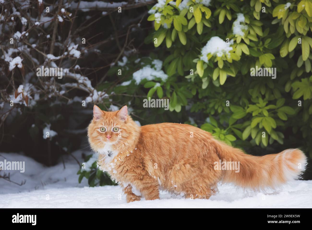 A playful ginger tabby cat frolics in the snow on a winter day in Scotland, UK. Stock Photo