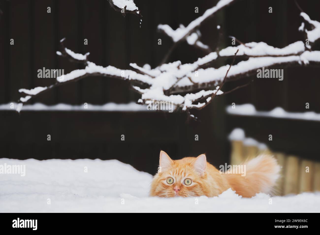 A playful ginger tabby cat frolics in the snow on a winter day in Scotland, UK. Stock Photo