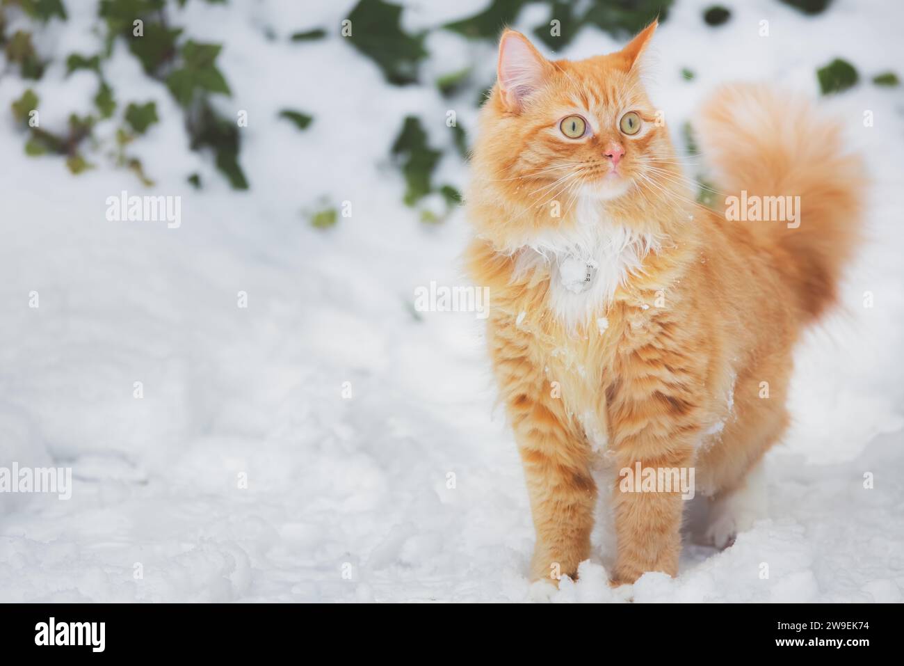 A playful ginger tabby cat frolics in the snow on a winter day in Scotland, UK. Stock Photo