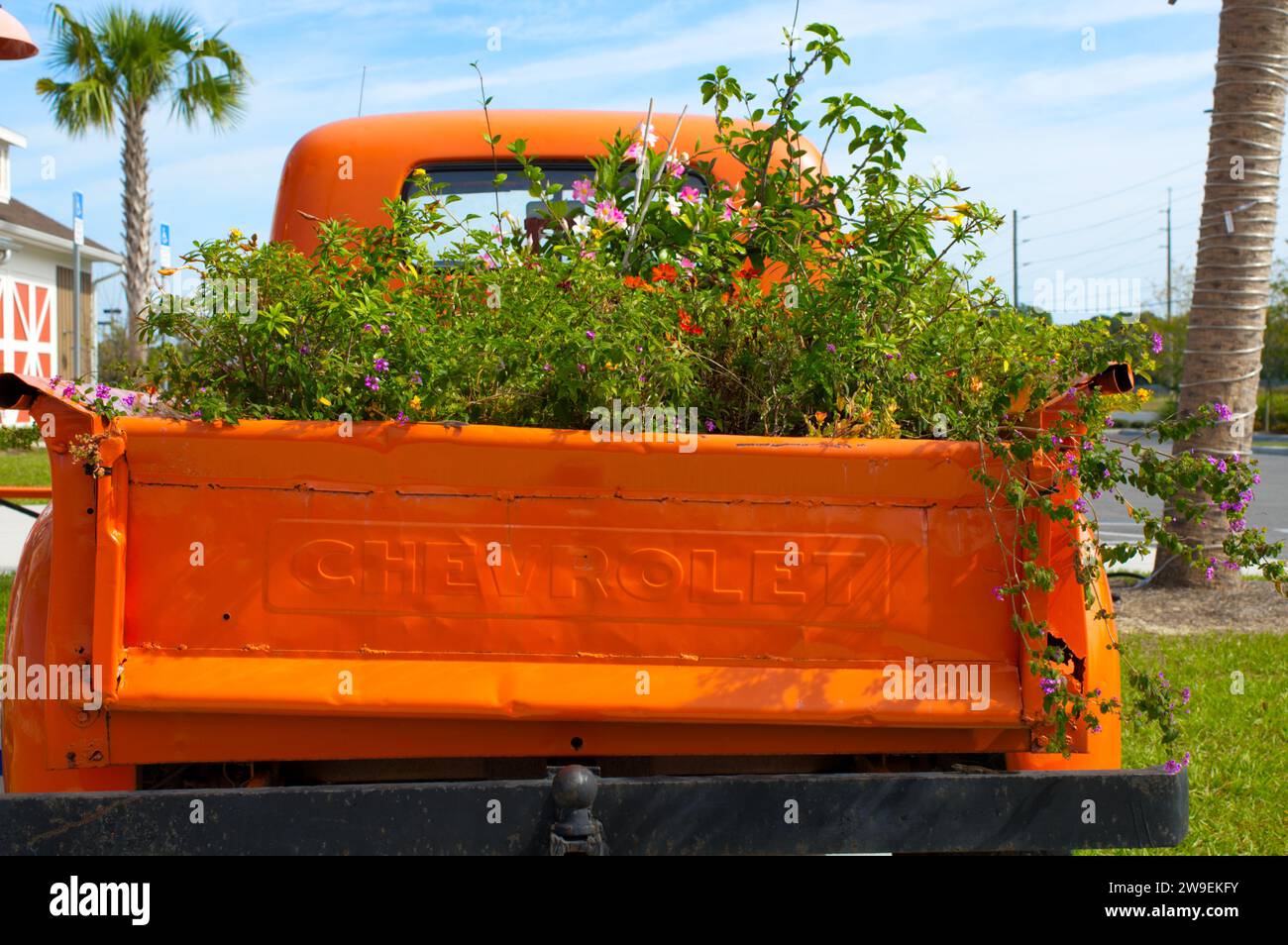 Ocala, Florida November 26, 2023 old vintage Chevrolet Pickup, unique orange vintage truck car with various color wildflowers in the back bed, blue sk Stock Photo