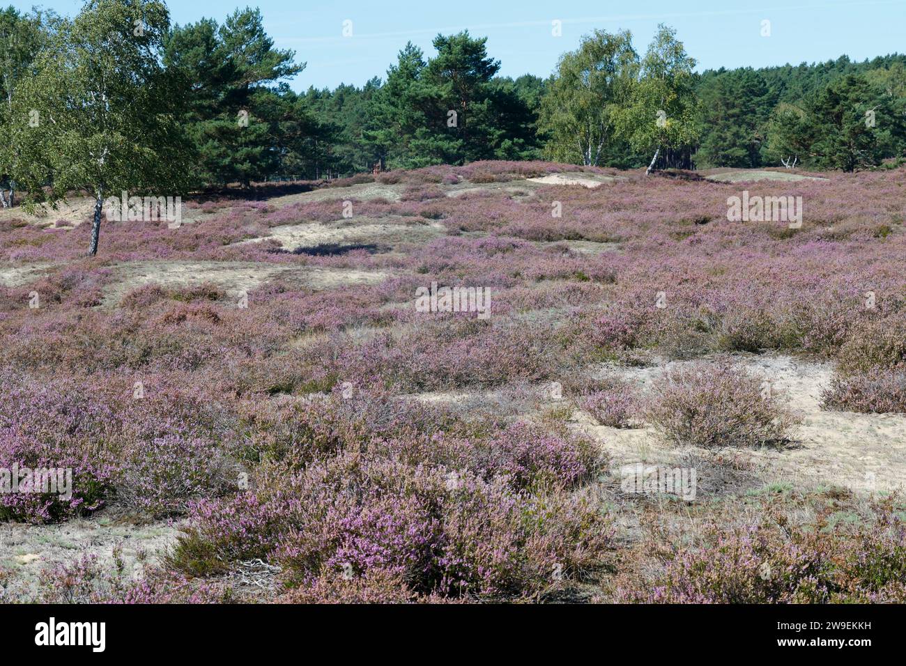 Nemitzer Heide, Heidegebiet im Naturpark Elbhöhen-Wendland, Niedersachsen, Deutschland, Heidelandschaft. Besenheide, Heidekraut, Calluna vulgaris, Com Stock Photo