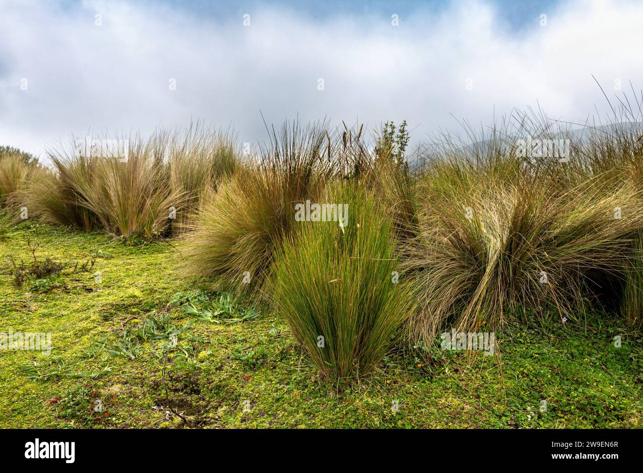 Grass in Ecuadorian Andes above Quito Stock Photo