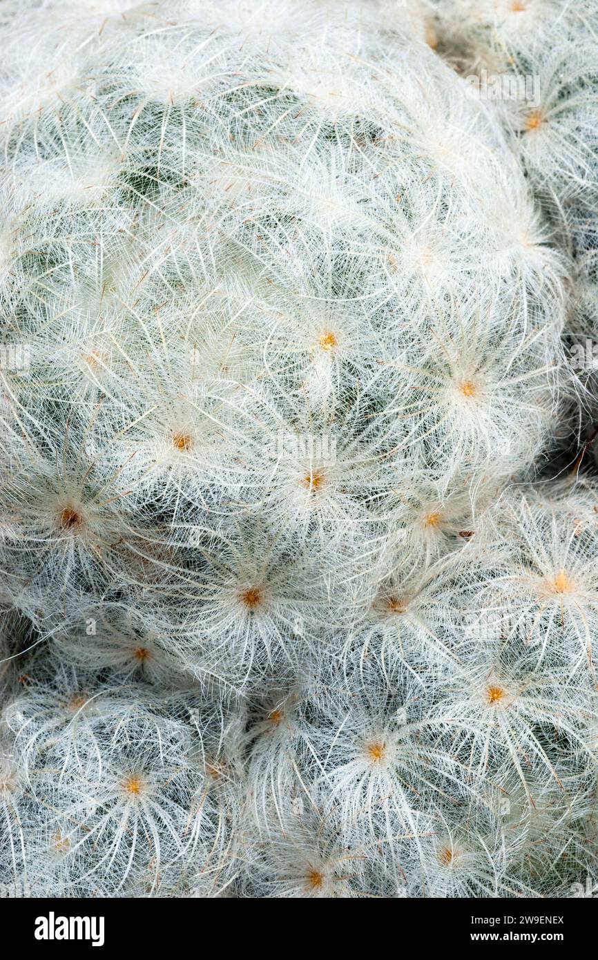 Feather cactus (Mammillaria plumosa), Cactaceae. Ornamental succulent plant. rare cactus. globular shape, pink flower. Stock Photo