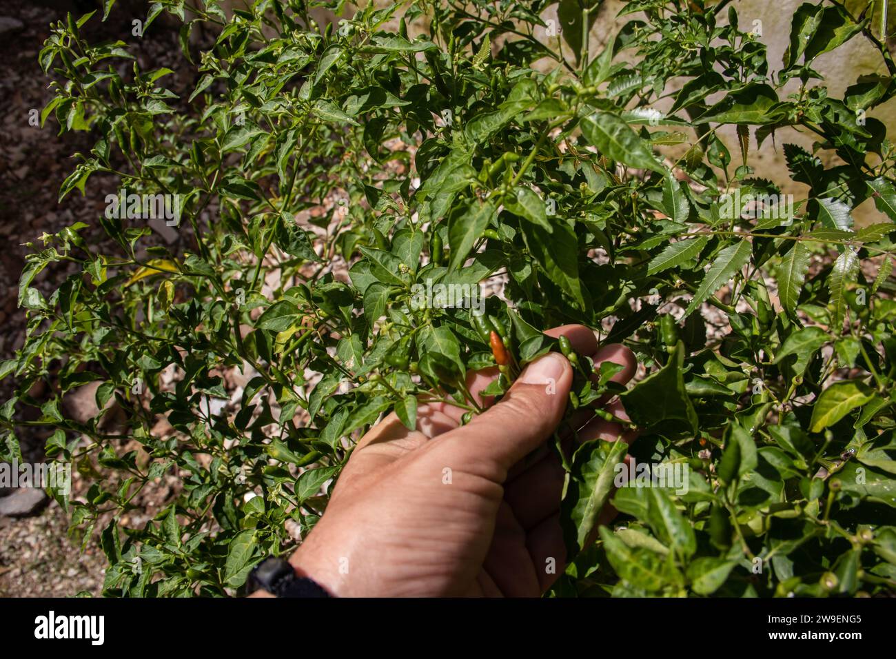 Pili Pili (also known as piri-piri or peri-peri) spicy hot papers, cultivar of Capsicum frutescens from the malagueta pepper, at organic farm Stock Photo