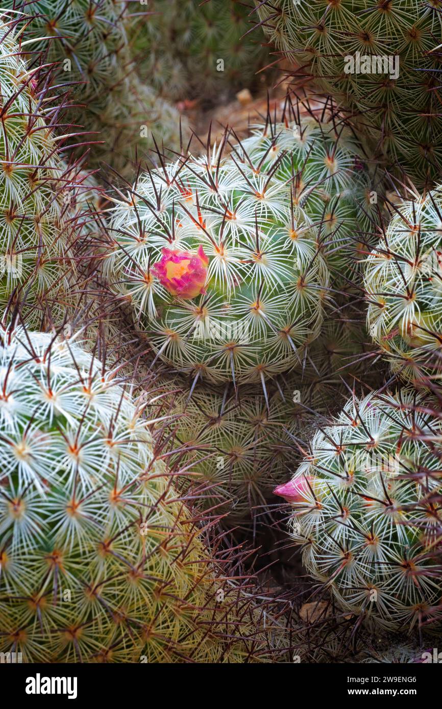 Mammillaria microhelia, Cactaceae. Ornamental succulent plant. rare cactus. globular shape, pink flower. Stock Photo