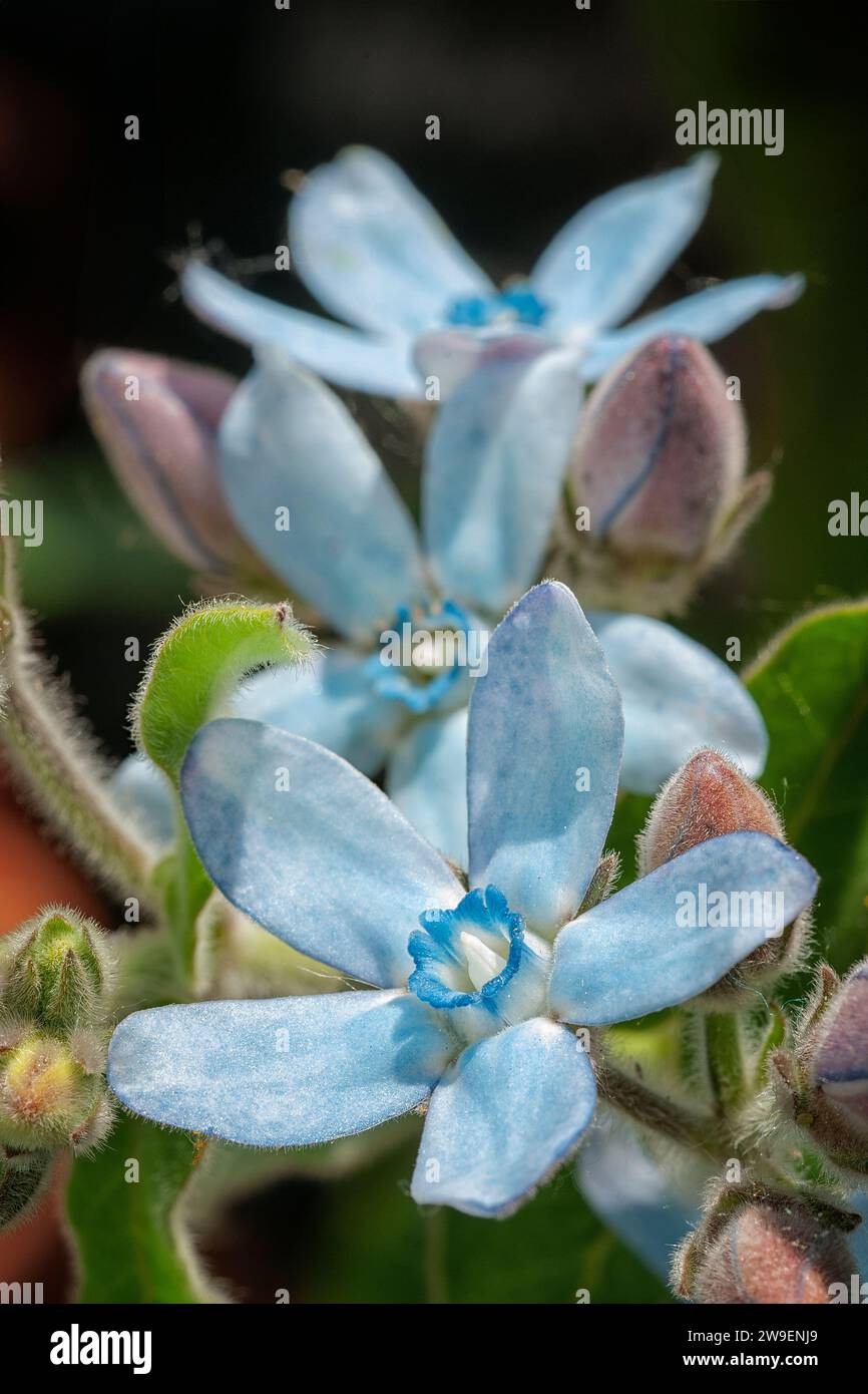 Southern Star (Oxypetalum coeruleum, syn Tweedia caerulea), Asclepiadaceae. evergreen herb from south America also called Blue Flowered Milkweed. Star Stock Photo