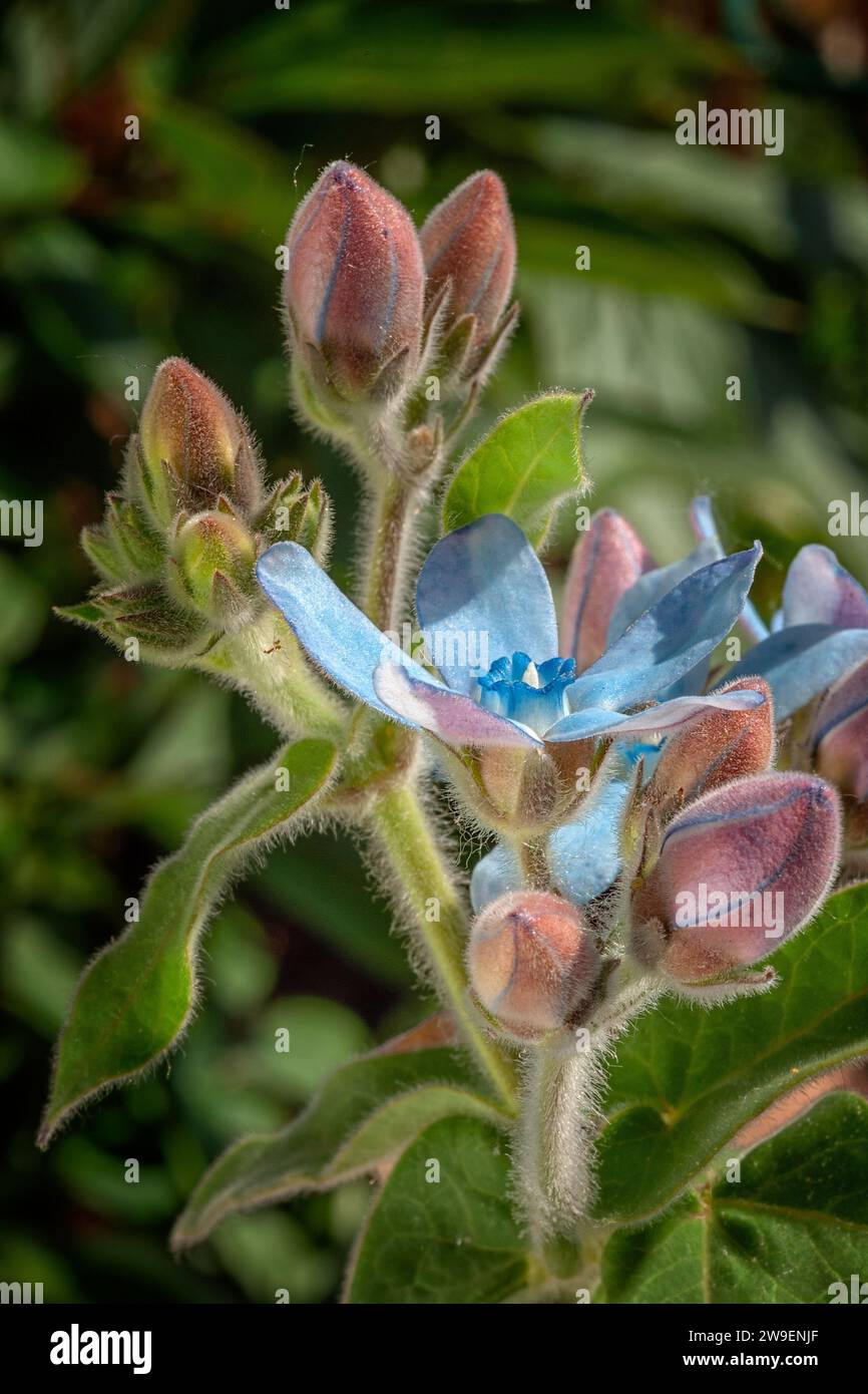 Southern Star (Oxypetalum coeruleum, syn Tweedia caerulea), Asclepiadaceae. evergreen herb from south America also called Blue Flowered Milkweed. Star Stock Photo