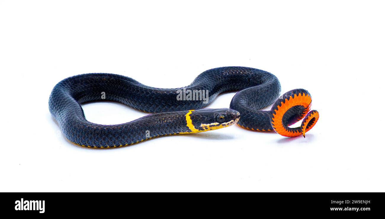 Southern ring necked or ringneck snake - Diadophis punctatus punctatus - defense posture of curling up their tail exposing bright red orange posterior Stock Photo