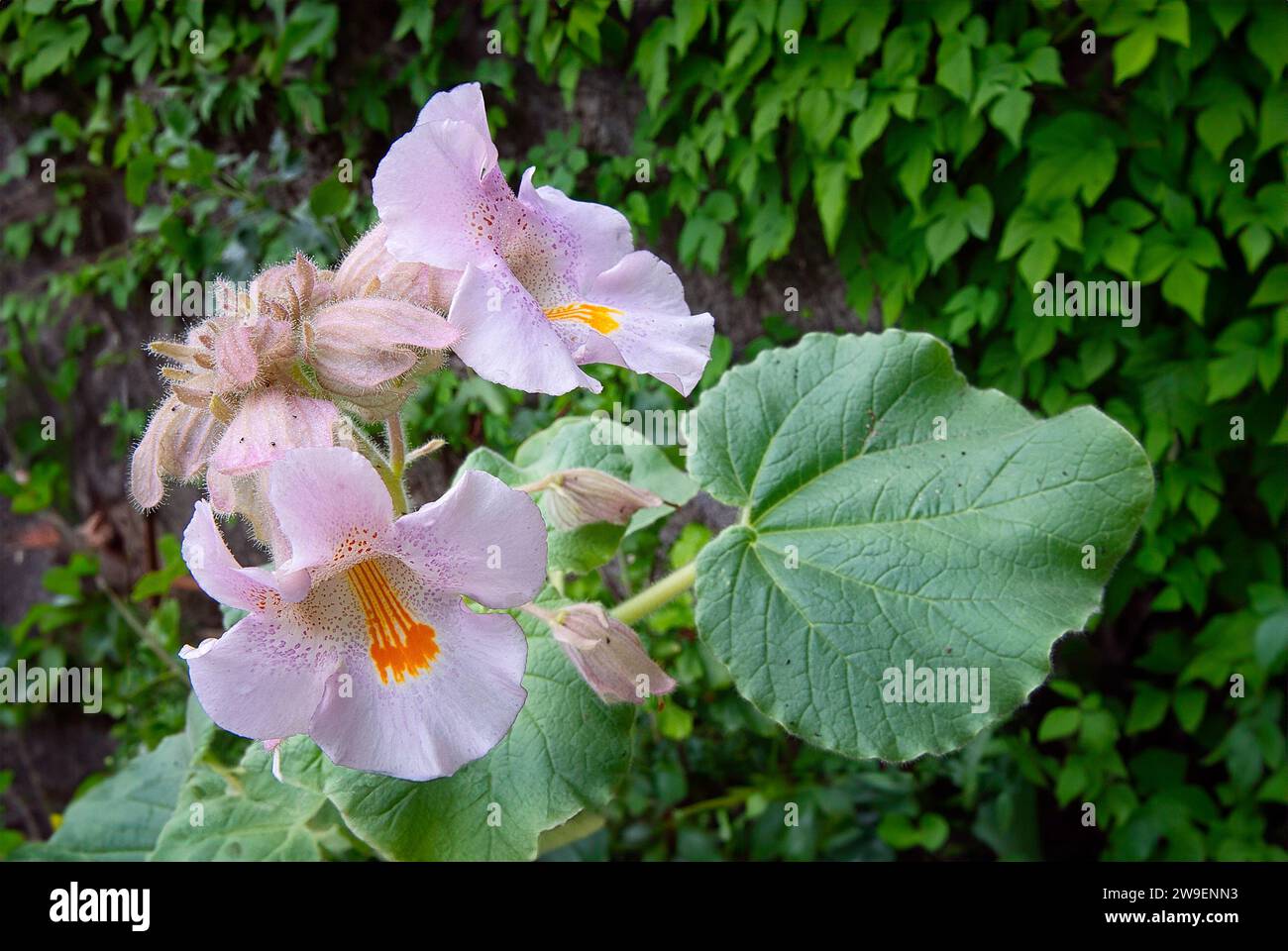 Devil's claw or unicorn-plant (Proboscidea louisianica), Martyniaceae. large annual herb from north america. purple flower. sticky glandular plant, pr Stock Photo
