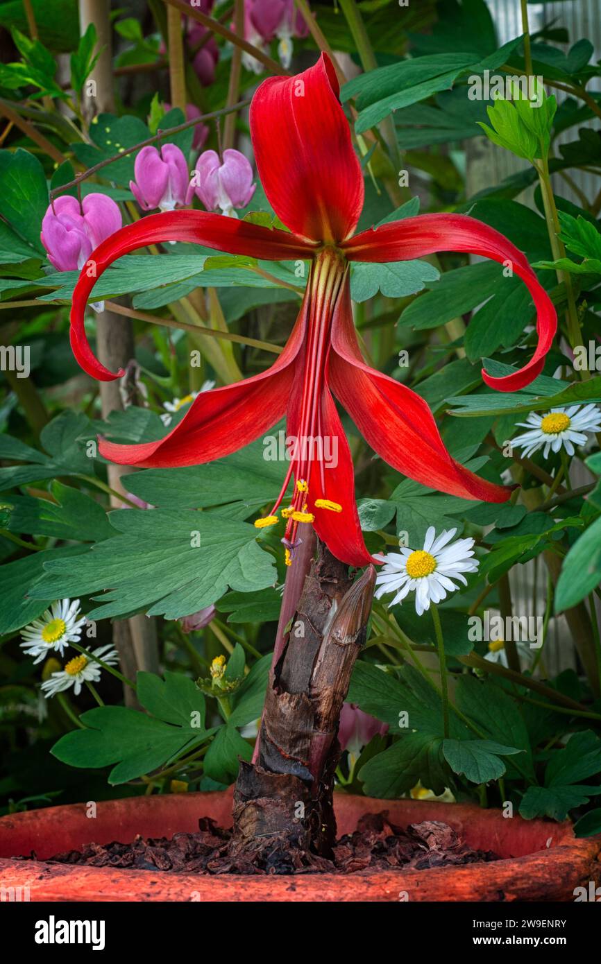 Aztec lilies (Sprekelia formosissima), Amaryllidaceae. Rare bulbous native to Mexico also called Jacobean lilies. bright red flower. Stock Photo