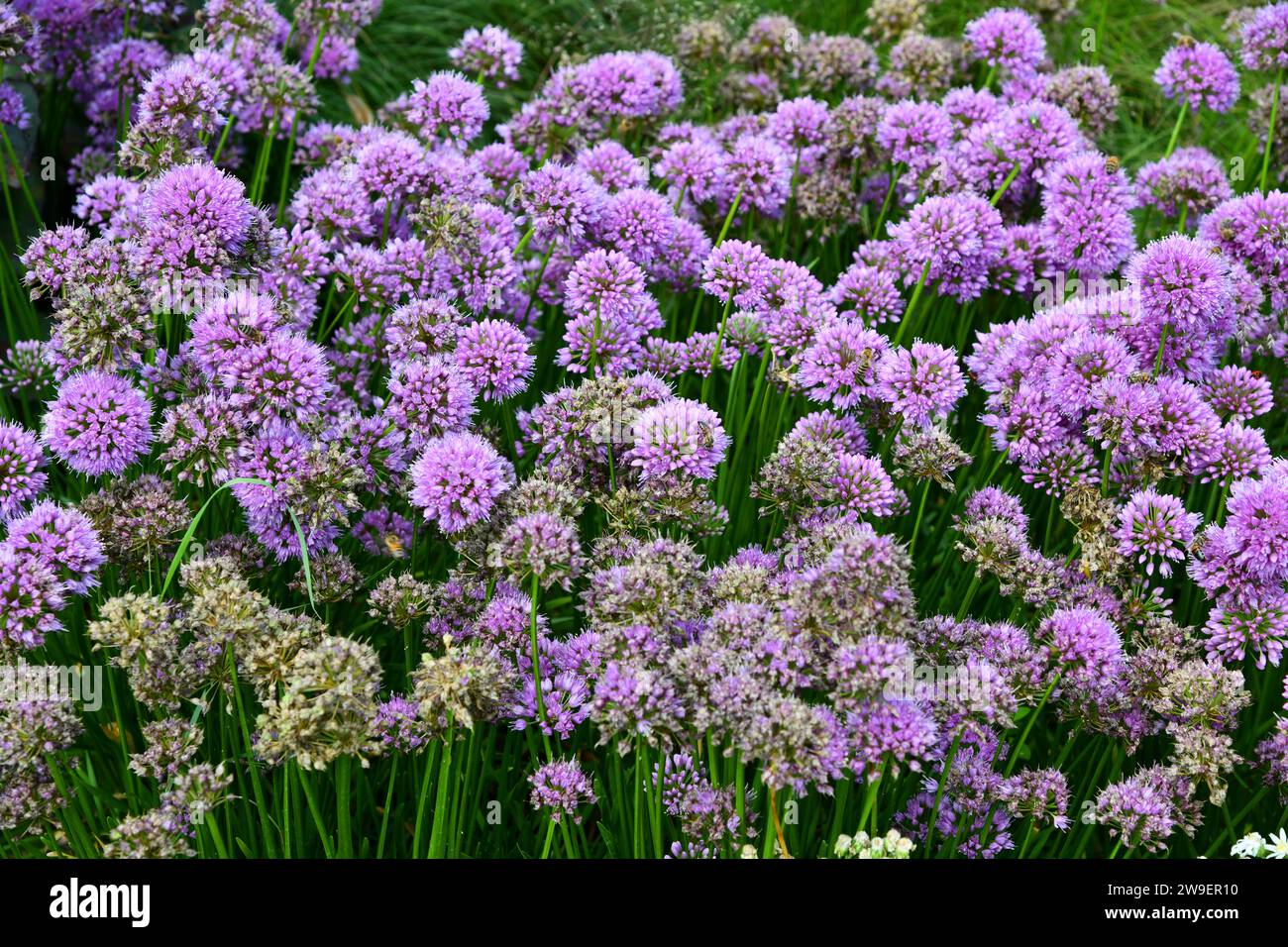 Edged leek - paradise for bees Stock Photo