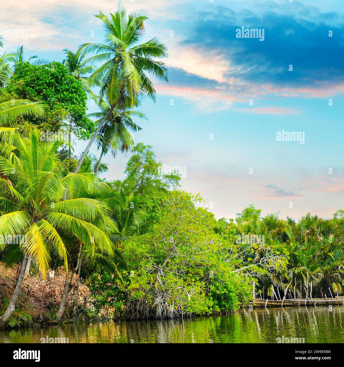 River, beautiful sunrise and tropical palms. The concept is travel ...