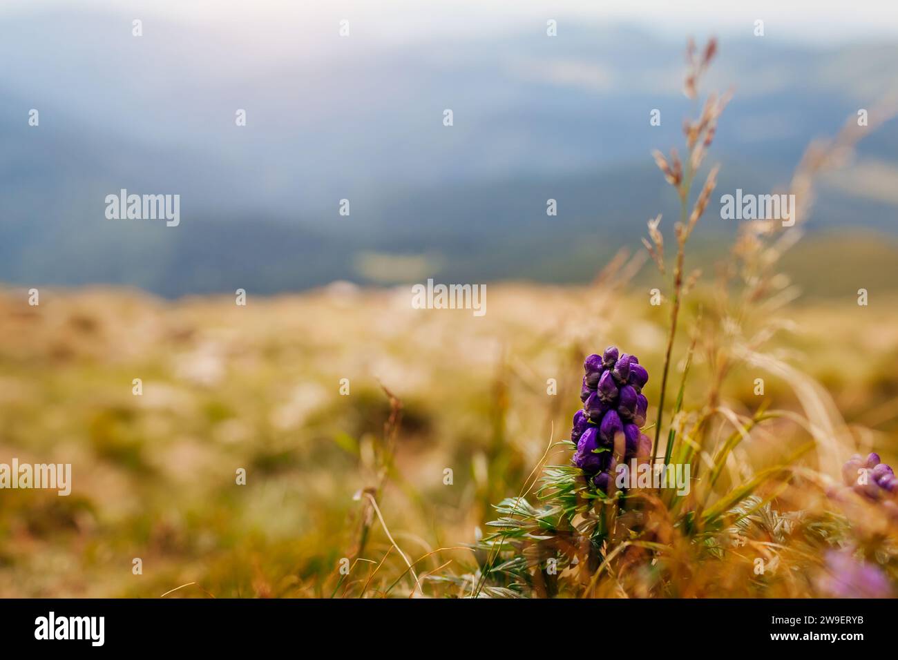 View of summer mountain landscape in Carpathians with poisonous purple Aconite, monks-hood blooming in grass. Natural field meadow background. Close u Stock Photo