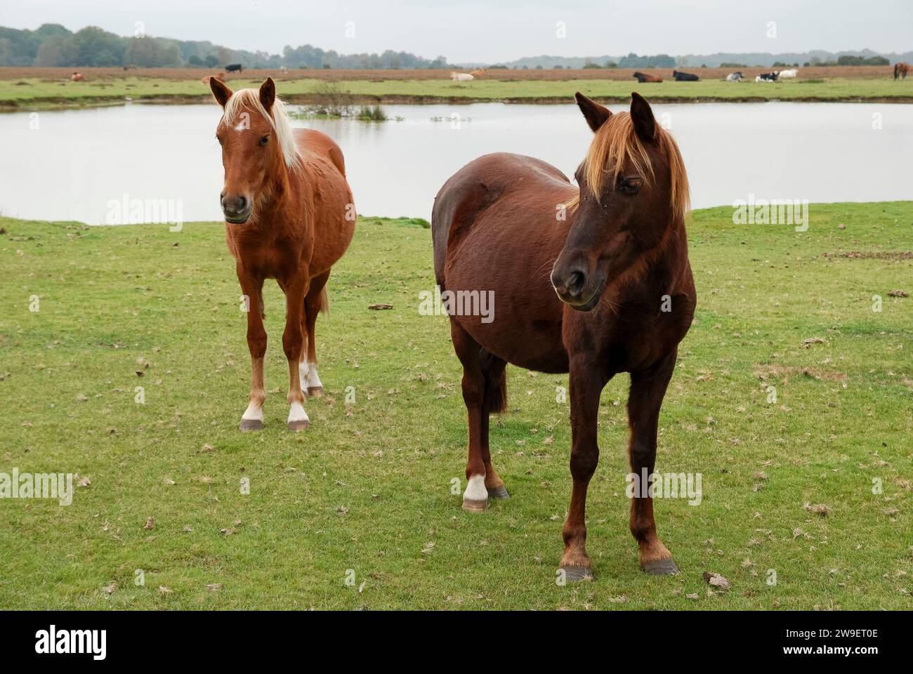 New Forest ponies next to water, Hampshire, UK Stock Photo