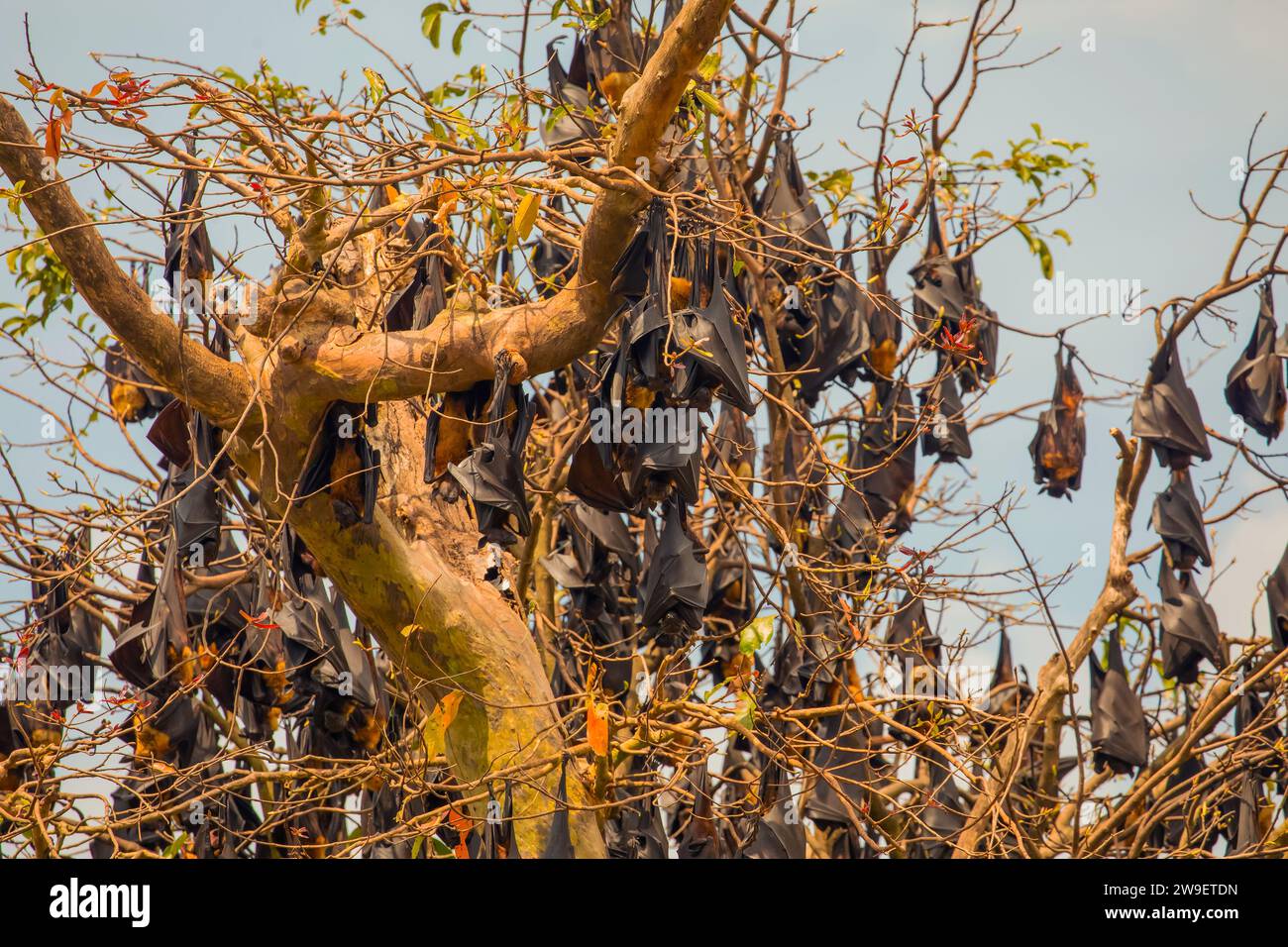 close-up hanging Mariana fruit bat (Pteropus mariannus) on blue sky nature background in Sri Lanka . wild animal concept. Stock Photo