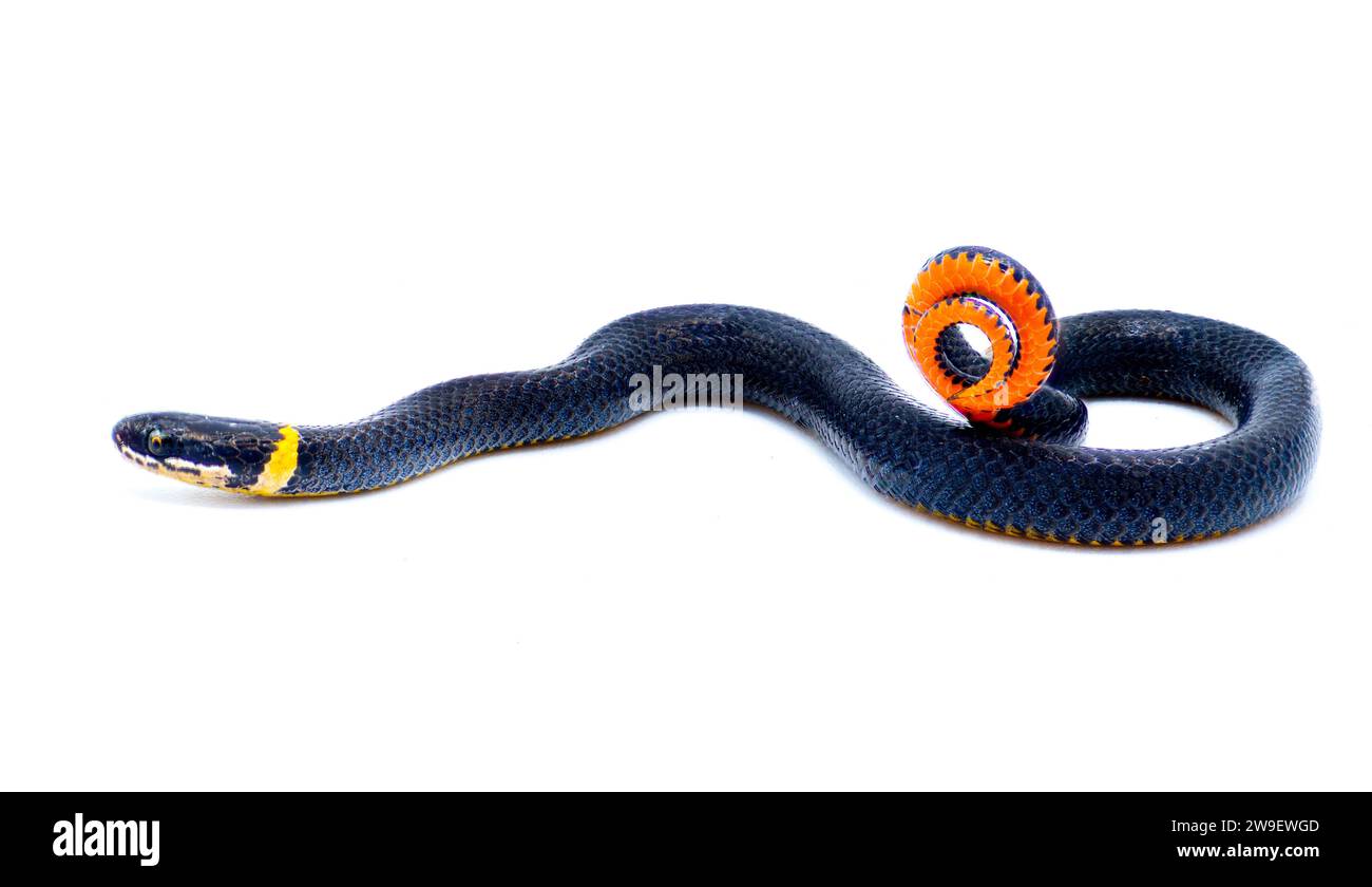 Southern ring necked or ringneck snake - Diadophis punctatus punctatus - defense posture of curling up their tail exposing bright red orange posterior Stock Photo