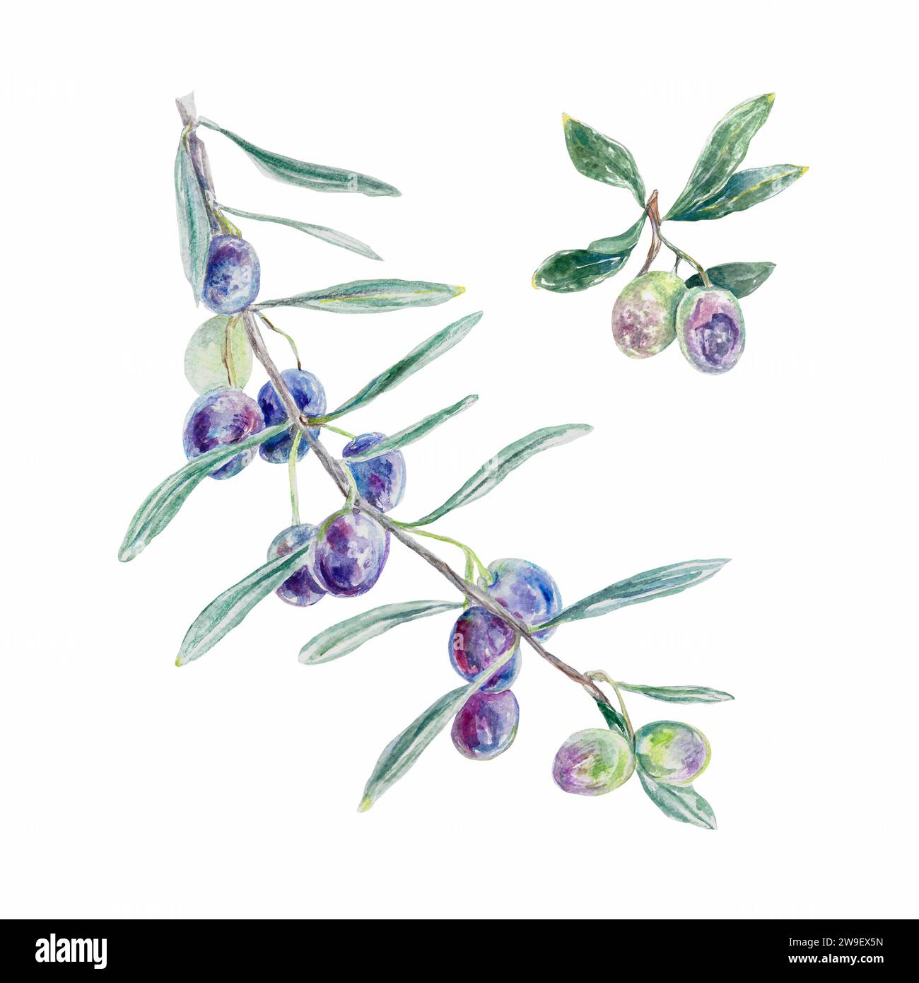 Olive branch watercolor. Botanical illustration isolated on white ...