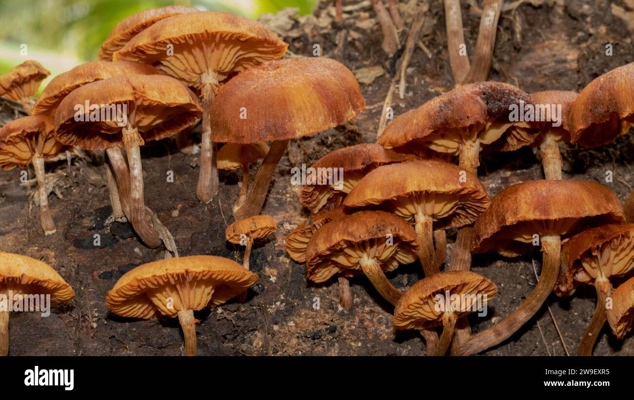 A cluster of small mushrooms growing in the forest floor illuminated by the sun's rays, on a beautiful, sunny day Stock Photo