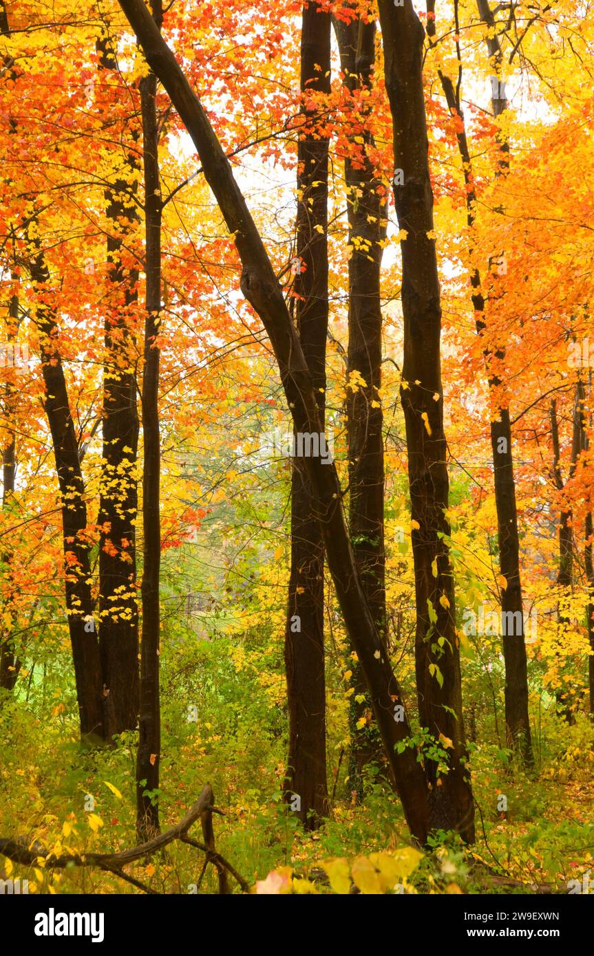 Sugar maple grove in autumn, Wolcott Park, West Hartford, Connecticut