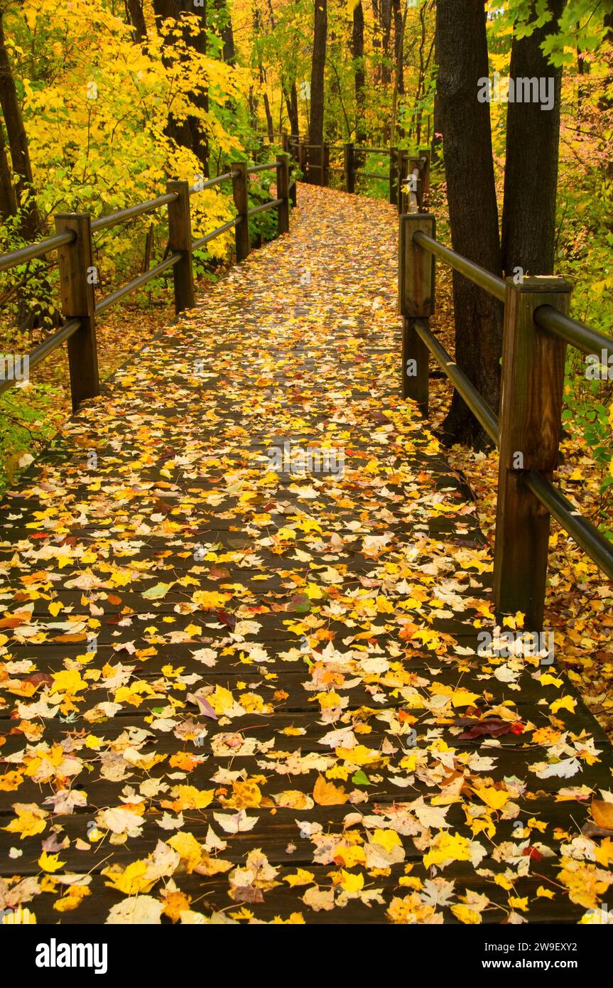 Forest boardwalk, Wolcott Park, West Hartford, Connecticut Stock Photo