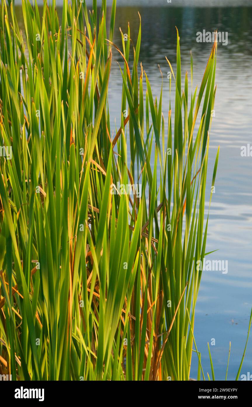 Batterson Pond cattails, Batterson Park Pond State Boat Launch, New Britain, Connecticut Stock