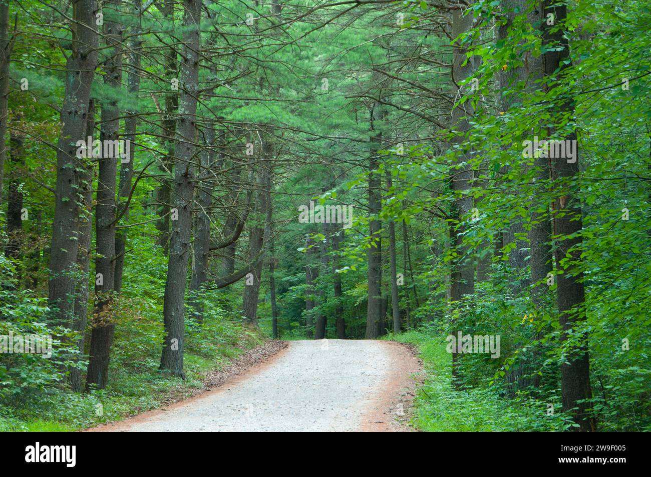 Forest road, Great Pond State Forest, Simsbury, Connecticut Stock Photo Alamy
