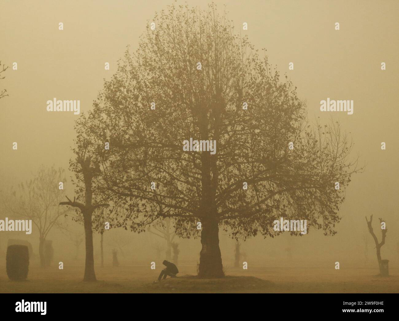 Srinagar, India. 27th Dec, 2023. December 27, 2023, Srinagar Kashmir, India : A man sits near a chinar tree amidst heavy fog in Srinagar. Severe cold wave and foggy conditions continued to prevail in Kashmir Valley. On December 27, 2023, Srinagar Kashmir, India. (Photo By Firdous Nazir/Eyepix Group) Credit: Eyepix Group/Alamy Live News Stock Photo
