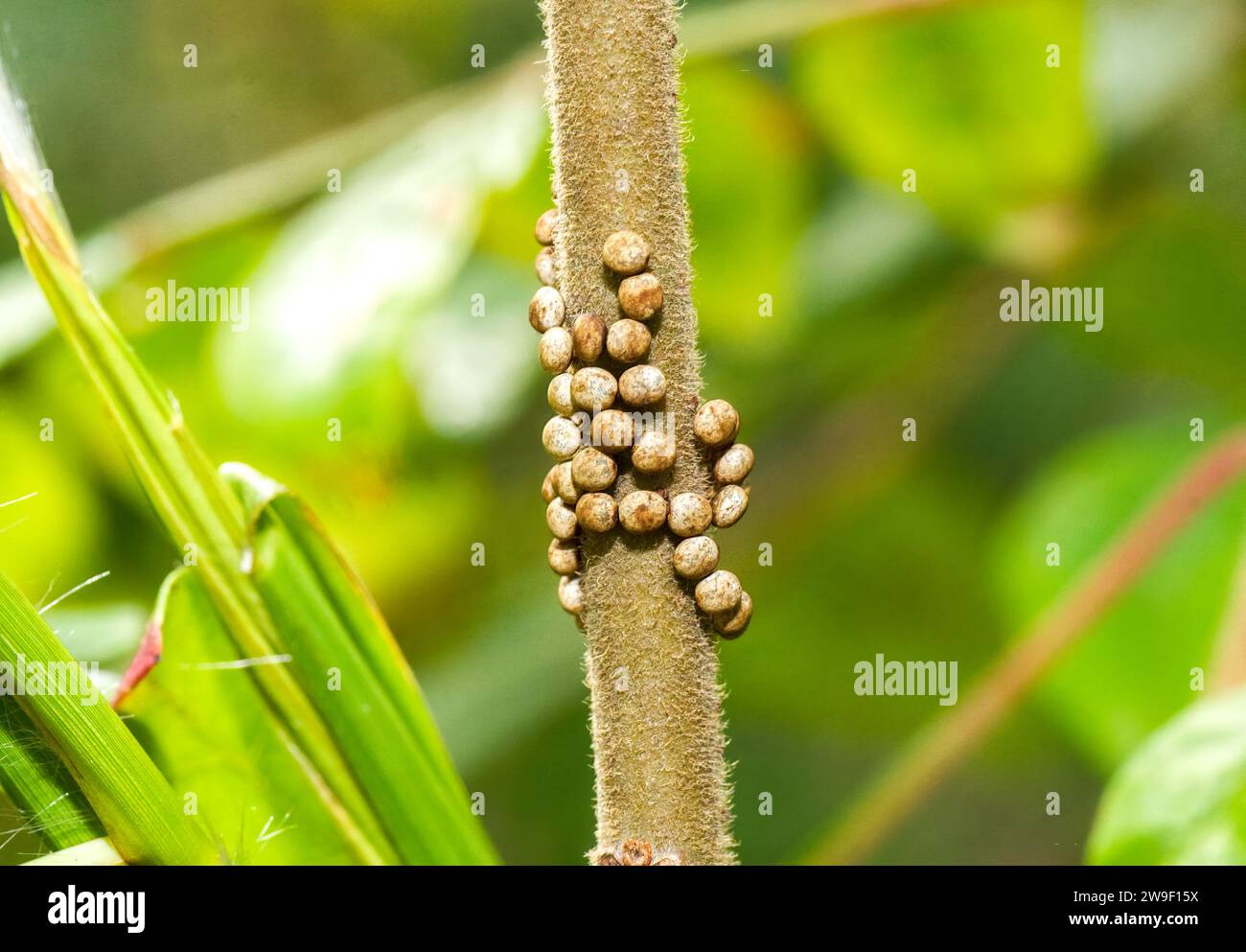 Luna or moon velvet moth Actias luna eggs from female deposited on