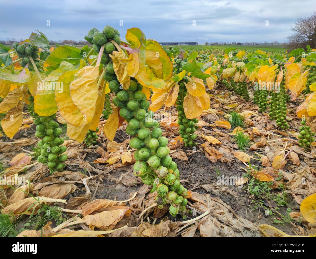 Brussels sprout stalks not yet harvested in early winter. Stock Photo
