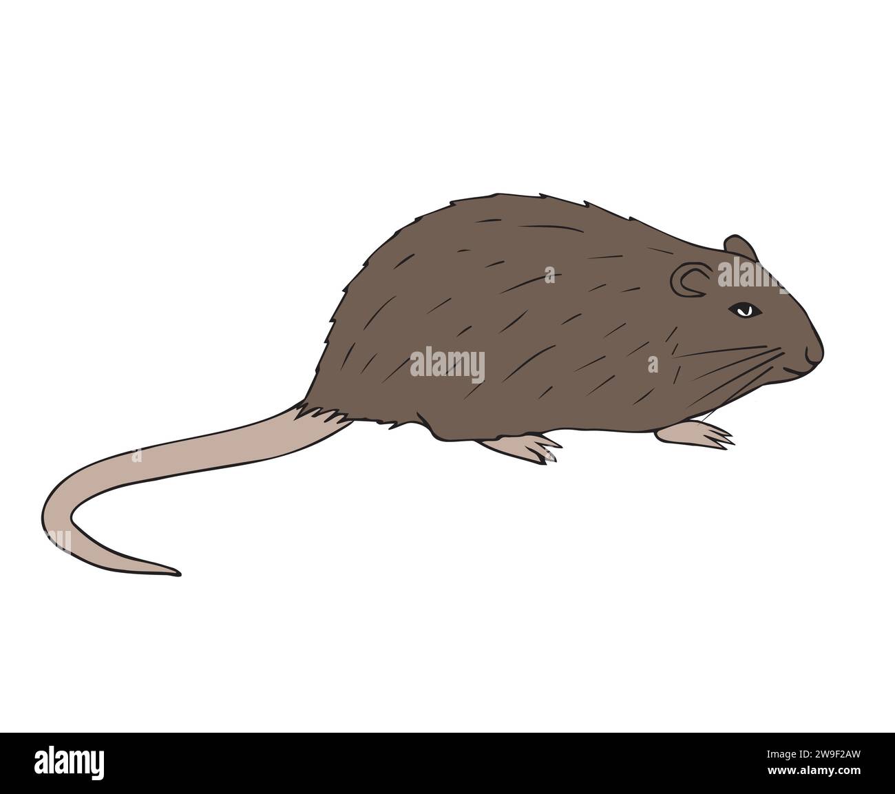 Vector hand drawn doodle sketch colored nutria isolated on white background Stock Vector