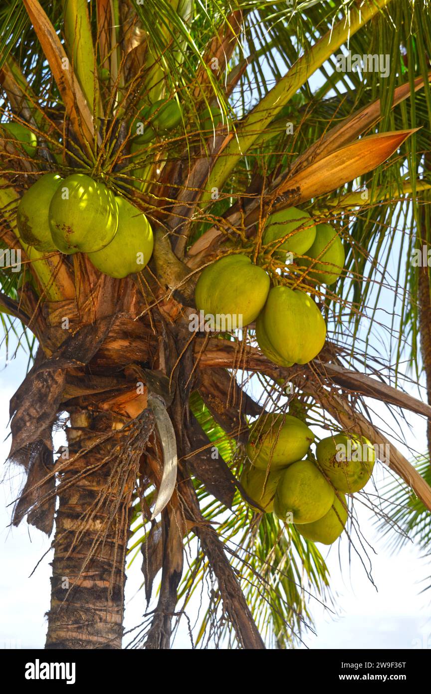 A bunch of  coconut Latin name cocos nucifera hanging from a tree Stock Photo