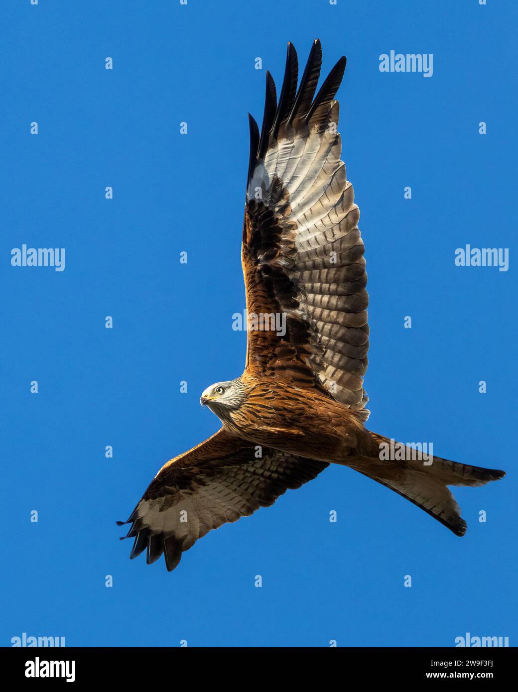 A Majestic Kite Soaring Against The Backdrop Of A Lush Landscape Of 