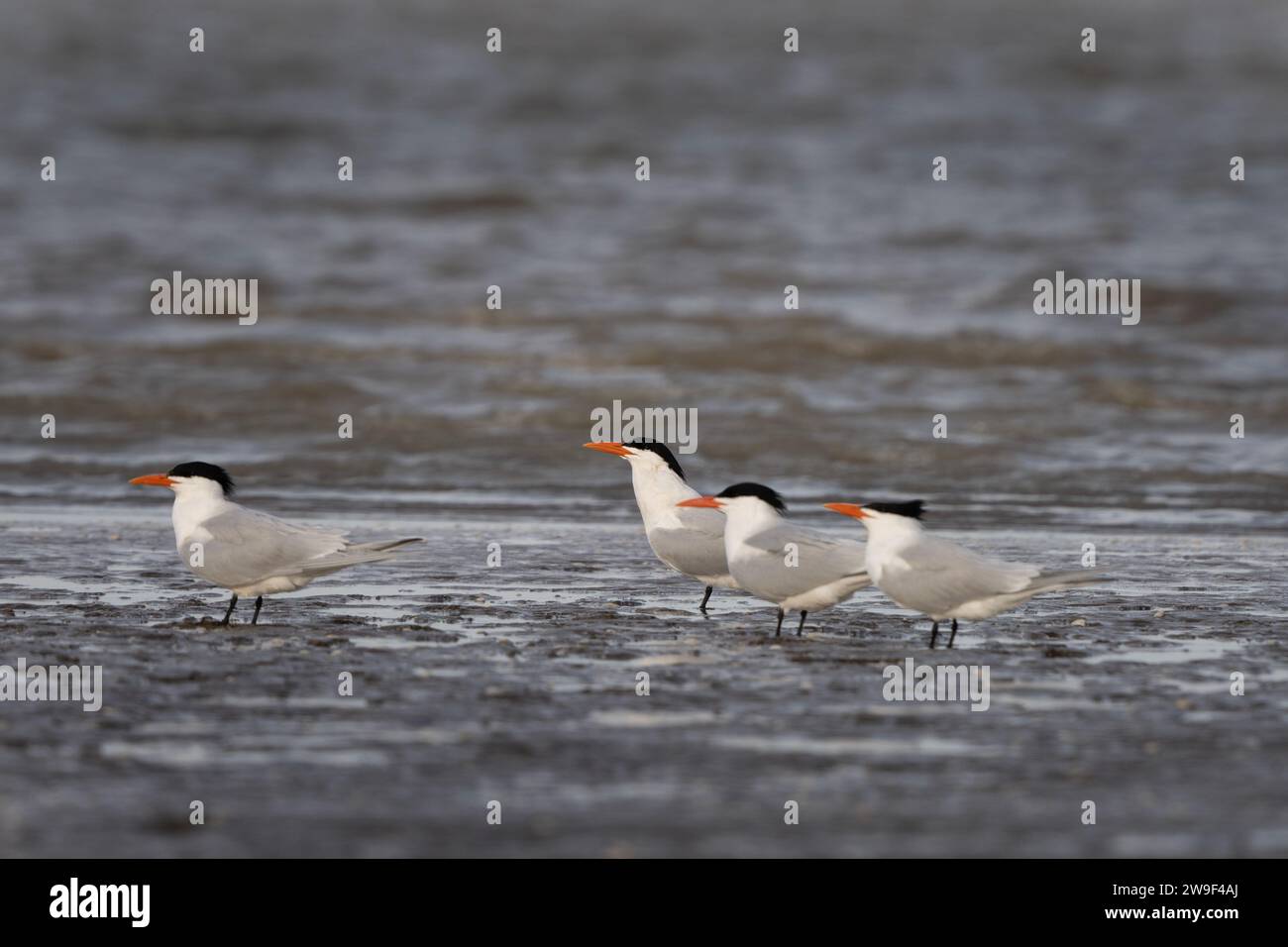 Caspian tern on Argentina's coast. Hydroprogne caspia are resting on the beach. White bird with gray wings, black head and red beak. Stock Photo