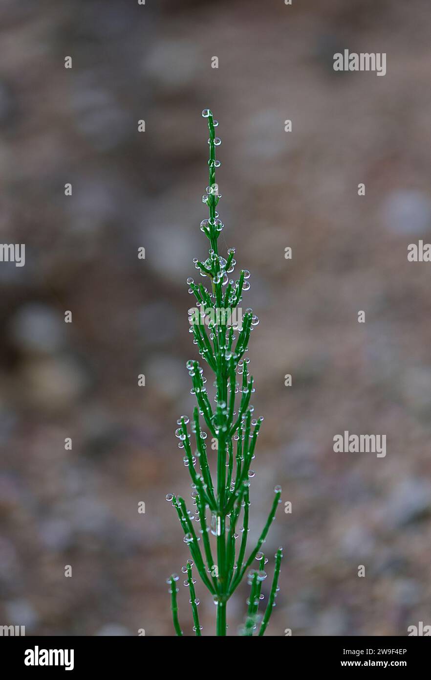 A close up of a green plant with water droplets on its stems ...